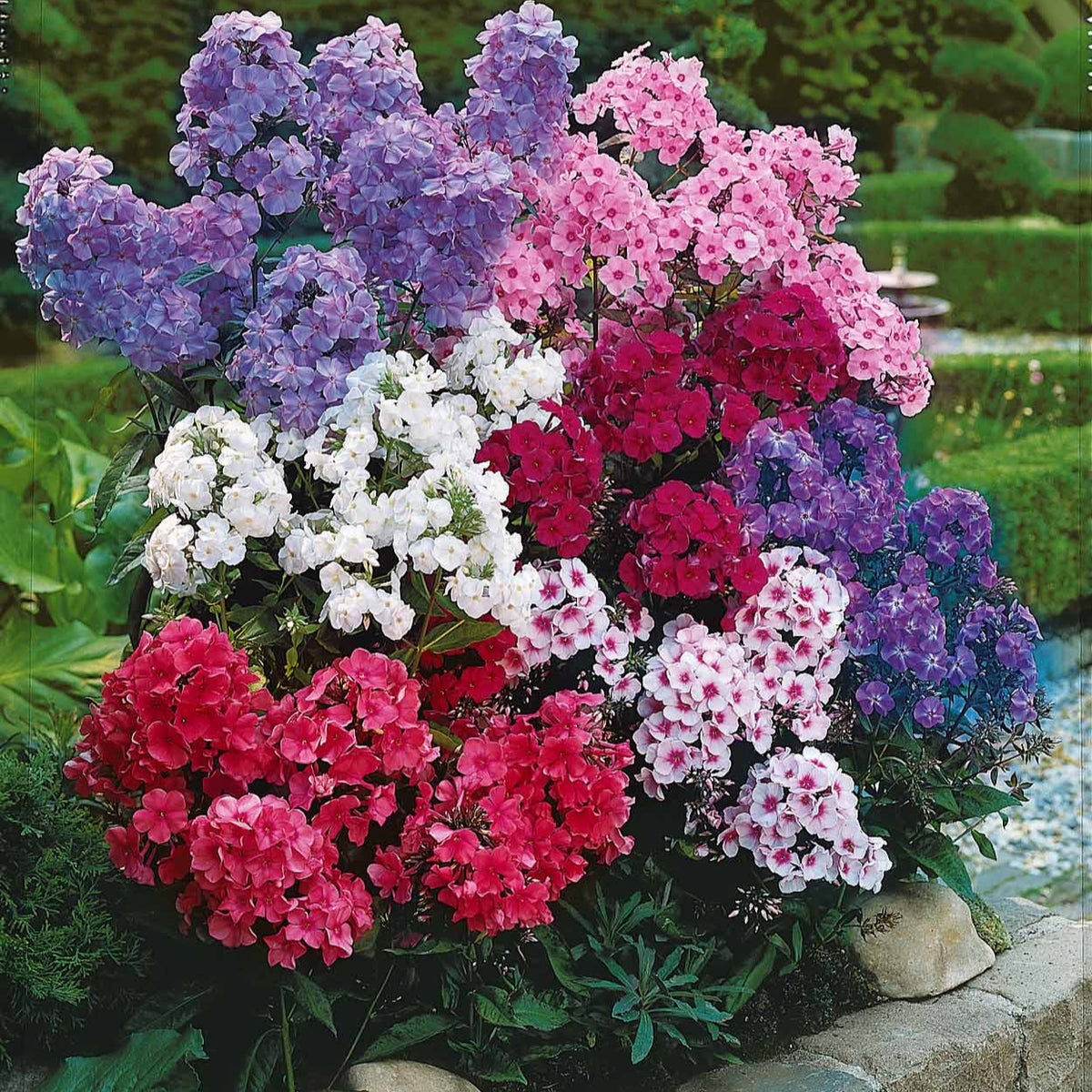 Phlox - Flammenblumen Mischung (x5) - Phlox paniculata