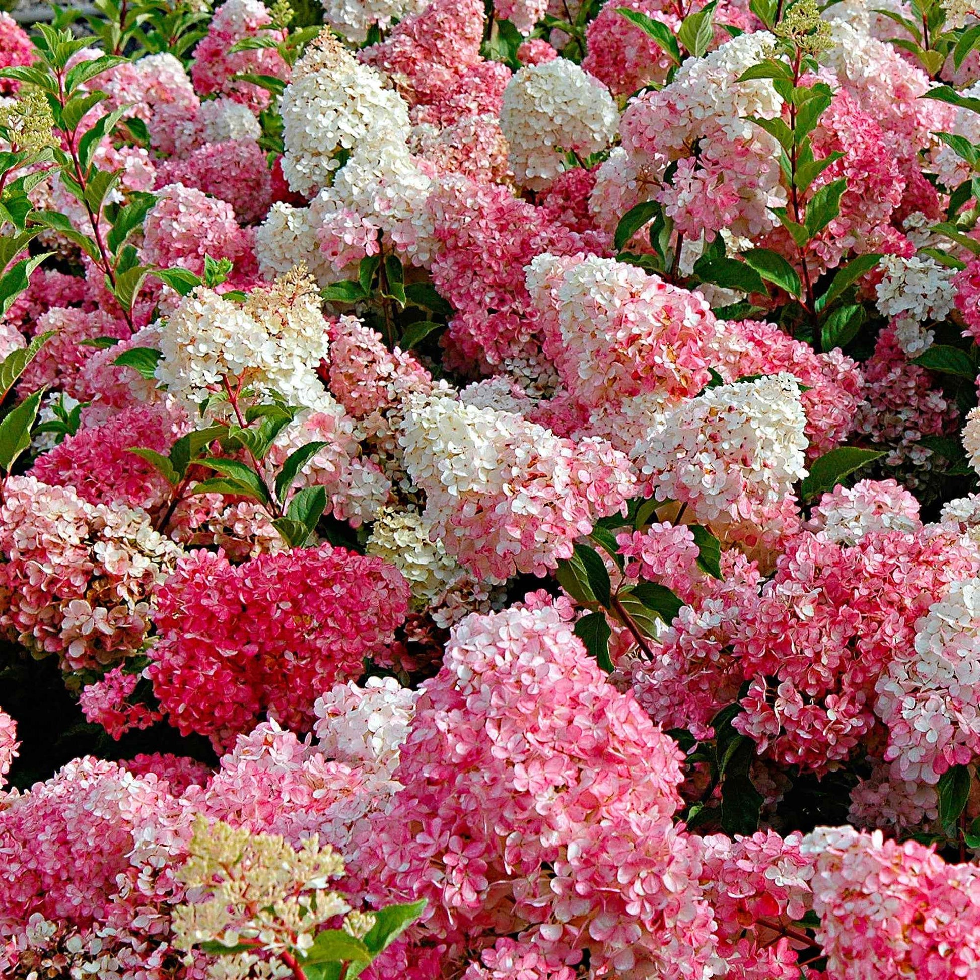 Rispenhortensie 'Vanille Fraise' - Hydrangea paniculata vanille fraise ® ‘renhy’ - Gartenpflanzen