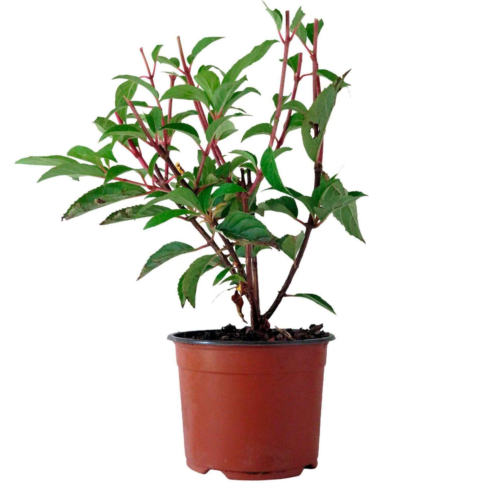Rispenhortensie 'Vanille Fraise' - Hydrangea paniculata vanille fraise ® ‘renhy’ - Hortensien