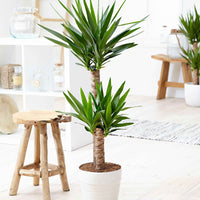 Palmlilie - Yucca elephantipes - Zimmerpflanzen