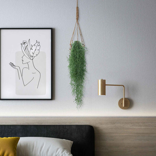 Spanisches Moos - Bakker