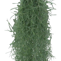 Spanisches Moos - Tillandsia usneoides - Grüne Zimmerpflanzen