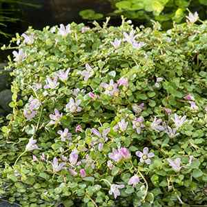 Zartes Bürzel - Bakker