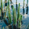 Tannenwedel - Hippuris vulgaris - Teich