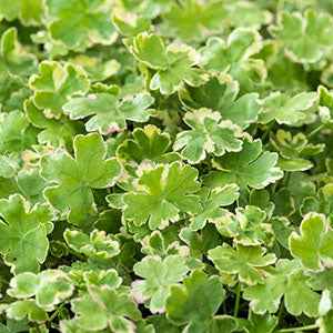 Bunter Wassernabel - Bakker