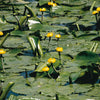 Gelbe Teichrose - Nuphar lutea - Teich