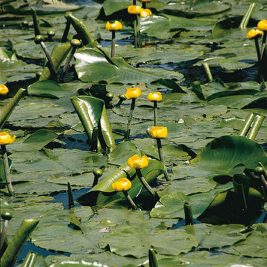 Gelbe Teichrose - Nuphar lutea - Teich