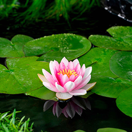 Seerose Attraktion - Bakker