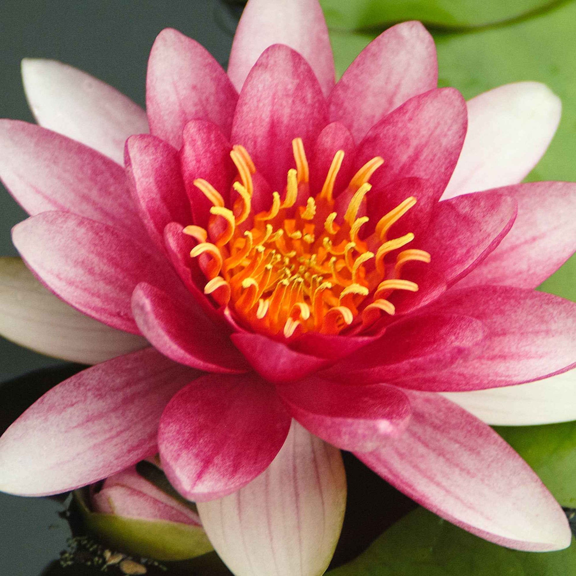 Seerose Attraktion - Nymphaea 'Attraction' - Die Beliebtesten