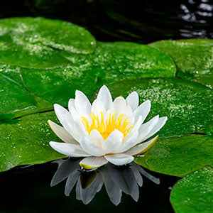 Seerose 'Marliacea Albida' - Bakker