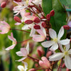 Immergrüne Waldrebe 'Apple Blossom' - Bakker