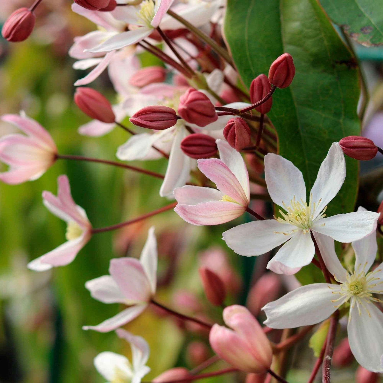 Clematis armandii - Armand-Waldrebe