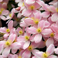 Immergrüne Waldrebe 'Apple Blossom' - Clematis armandii 'apple blossom' - Gartenpflanzen