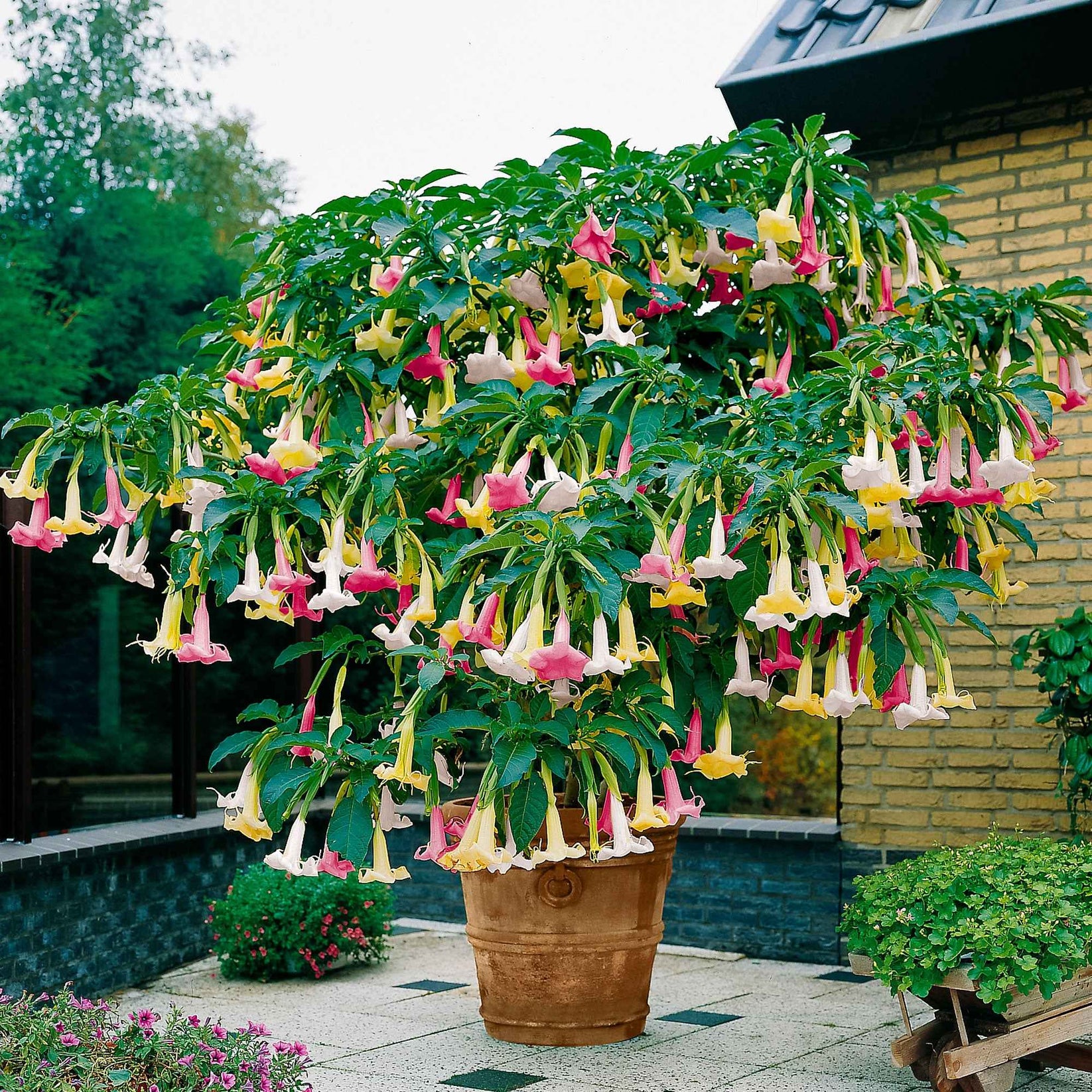 Balkonblumen Online kaufen auf
