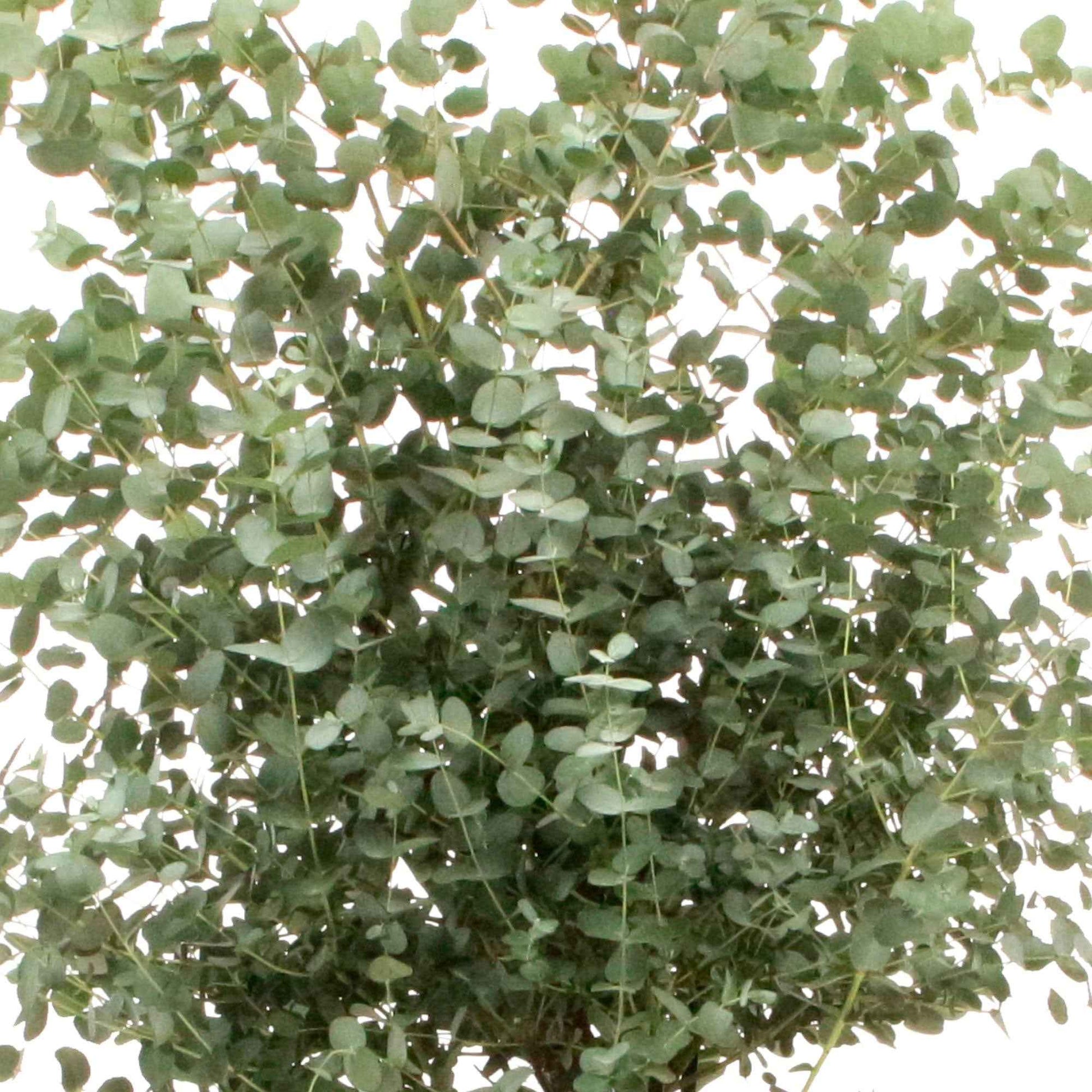 Eukalyptus - Eucalyptus gunnii Silverana - Sträucher und Stauden