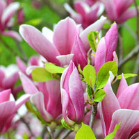 Tulpen-Magnolie - Magnolia soulangeana - Sträucher und Stauden