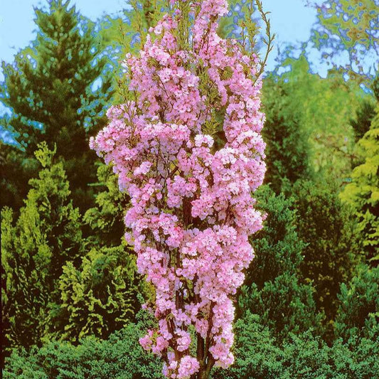 Säulenkirsche 'Amanogawa' - Prunus serrulata amanogawa - Gartenpflanzen