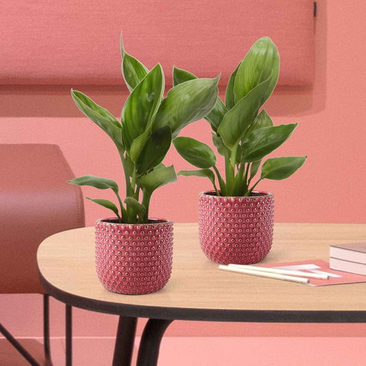 Paradiesvogelblume Strelitzie - Bakker