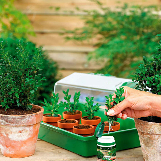 Pokon Stecklingspulver - - Bakker