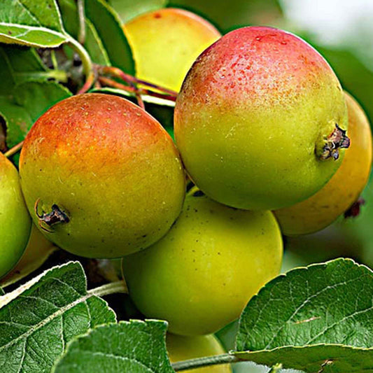 Apfelbaum 'Gala' - Malus domestica 'gala' - Obst