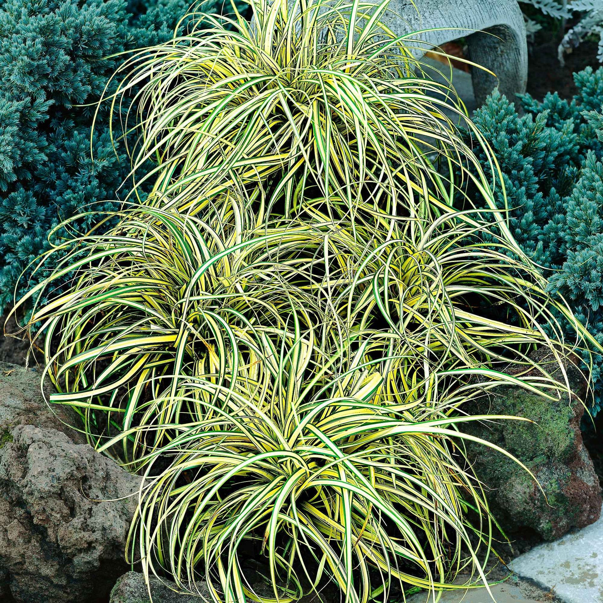 Segge 'Evergold' - Carex oshimensis evergold - Gartenpflanzen