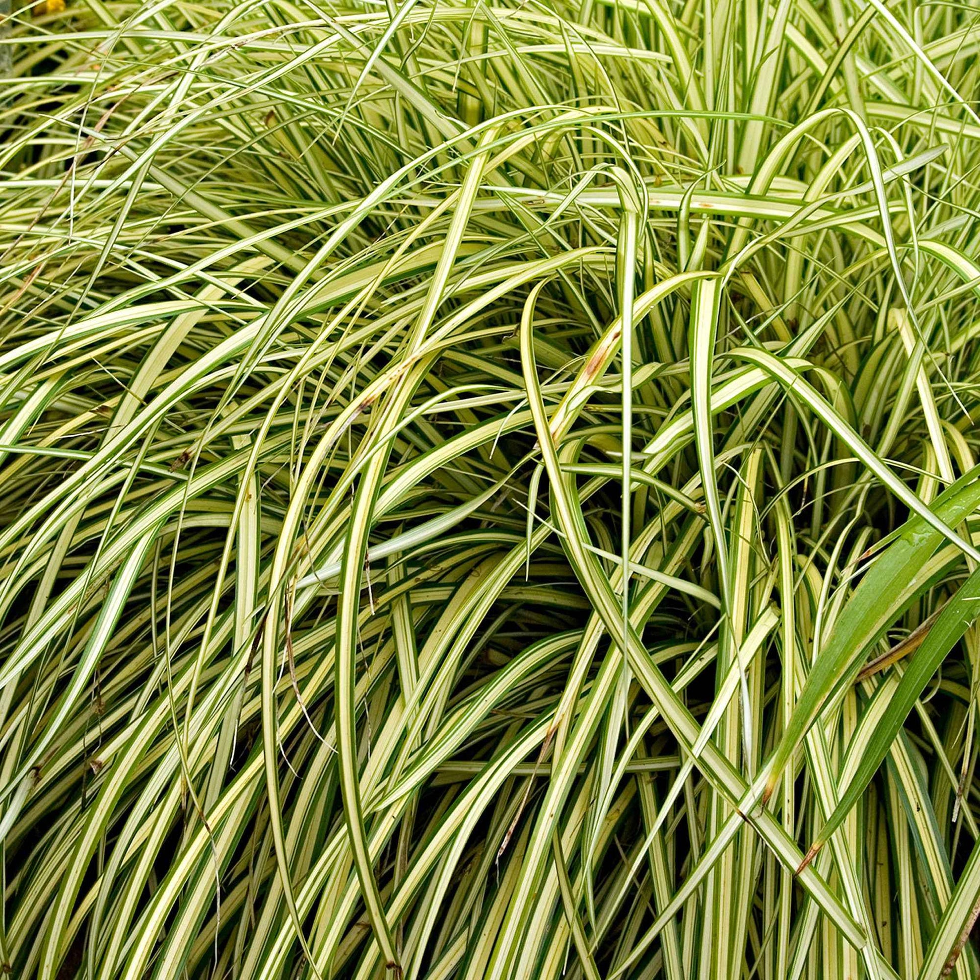 Segge 'Evergold' - Carex oshimensis evergold - Segge - Carex
