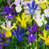 Holländische Iris Mischung 'Dutch Garden' (x50) - Iris hollandica - Blumenzwiebeln