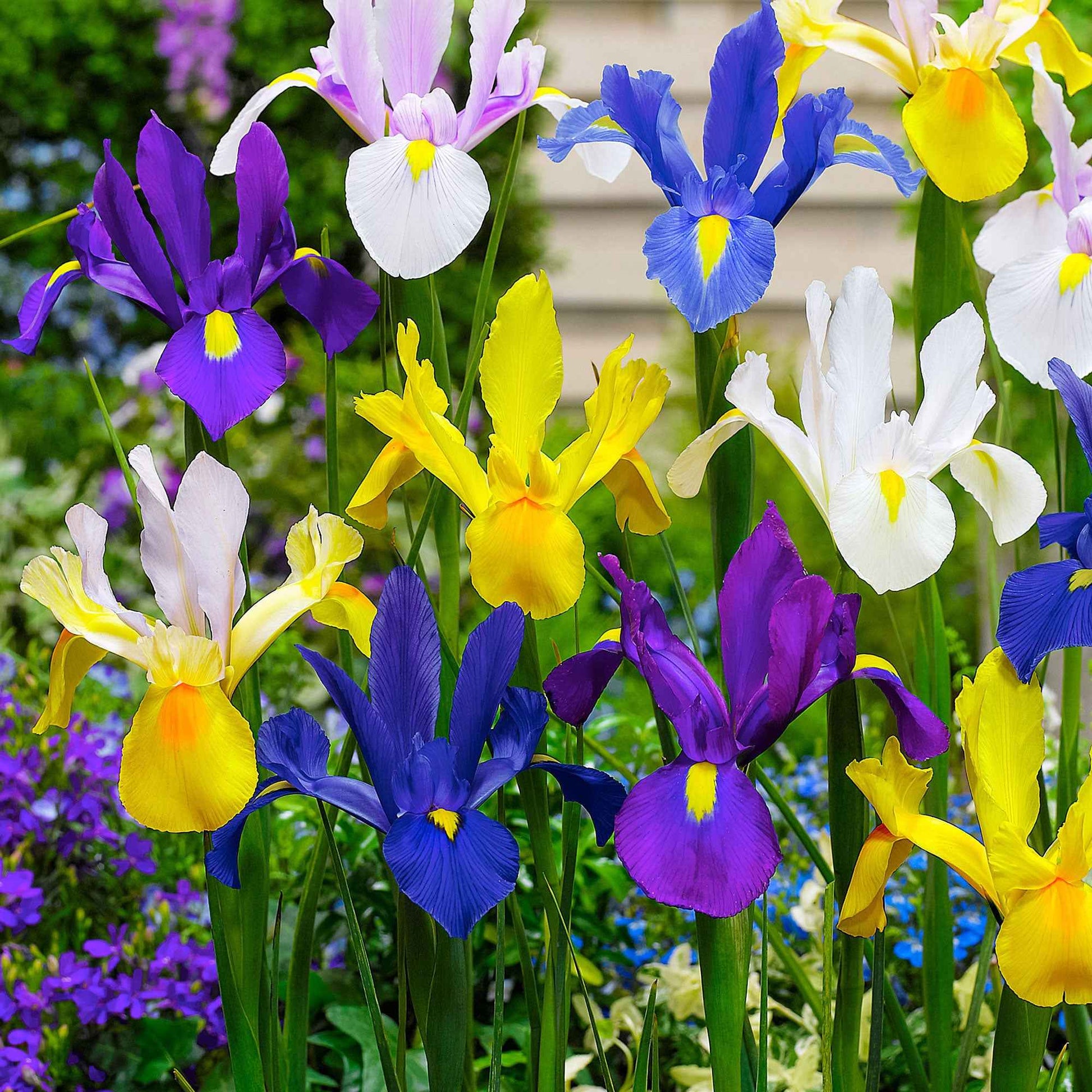 Holländische Iris Mischung 'Dutch Garden' - Iris hollandica - Blumenzwiebeln