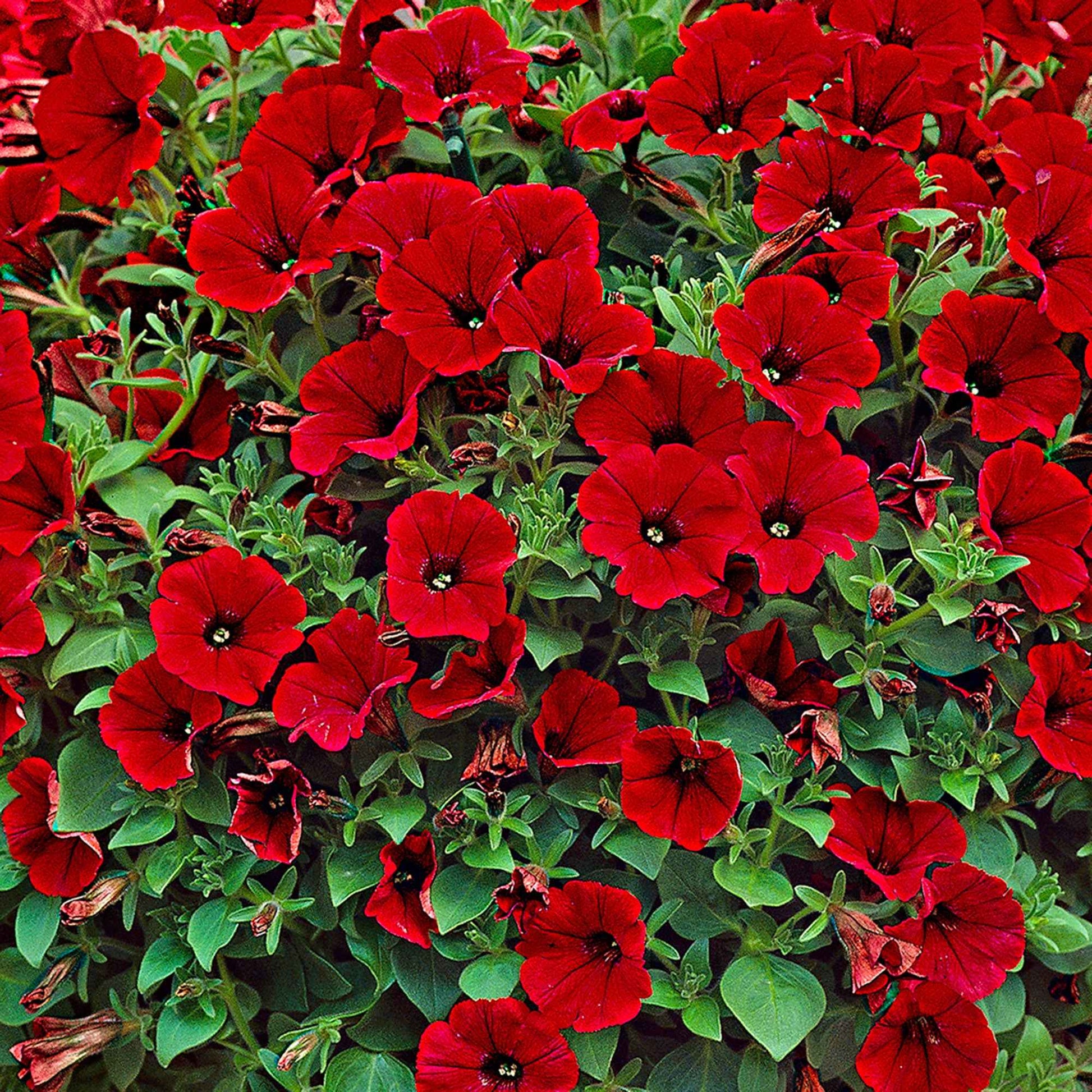 Rote Hängepetunien (x3) - Petunia - Terrasse balkon