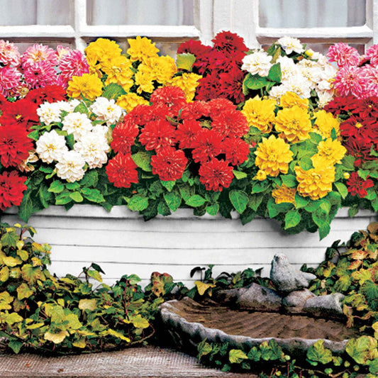 Dahlien Mischung 'Terrace View' (x5) - Bakker