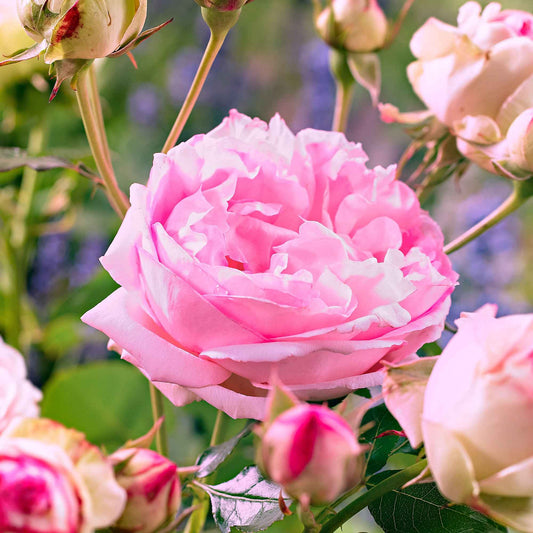 Rose 'Leonardo da Vinci' - Rosa floribunda Leonardo Da vinci ® Meideauri - Rosen