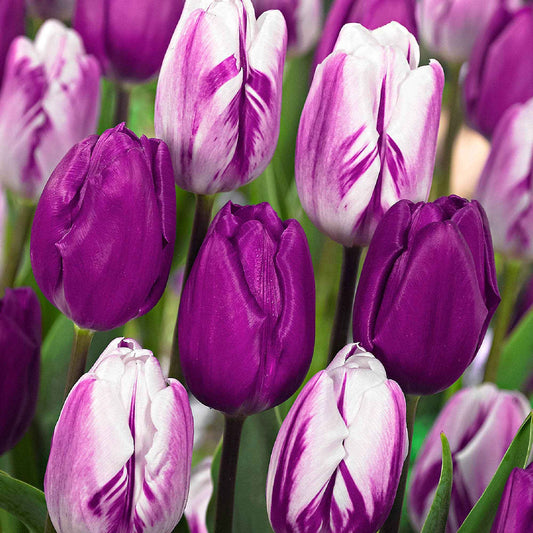 Tulpen Mischung 'Purper Mixture' (x12) - Tulipa - Blumenzwiebeln