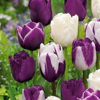 Tulpen Mischung 'Purper Mixture' (x10) - Tulipa - Bakker