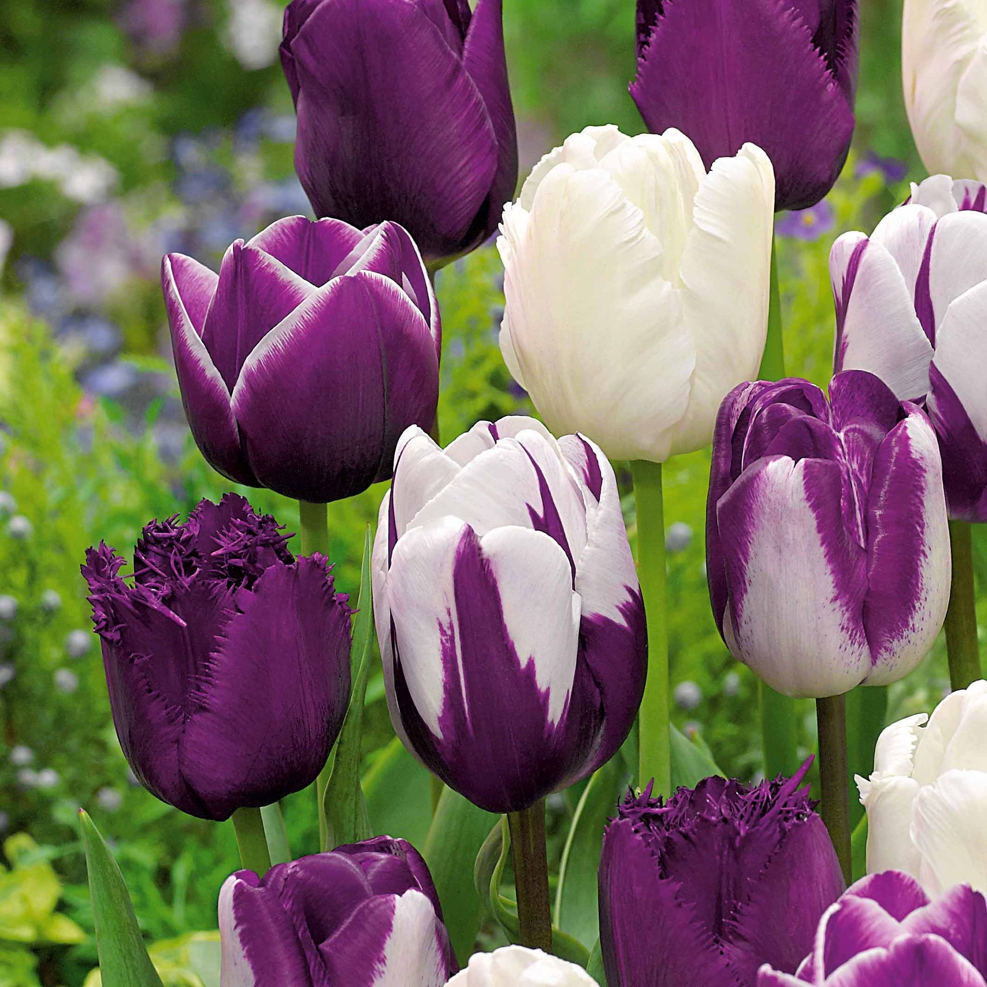 Tulpen Mischung 'Purper Mixture' (x10) - Tulipa - Bakker