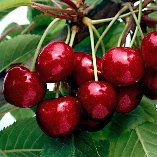 Kirschbaum 'Kordia' - Bakker