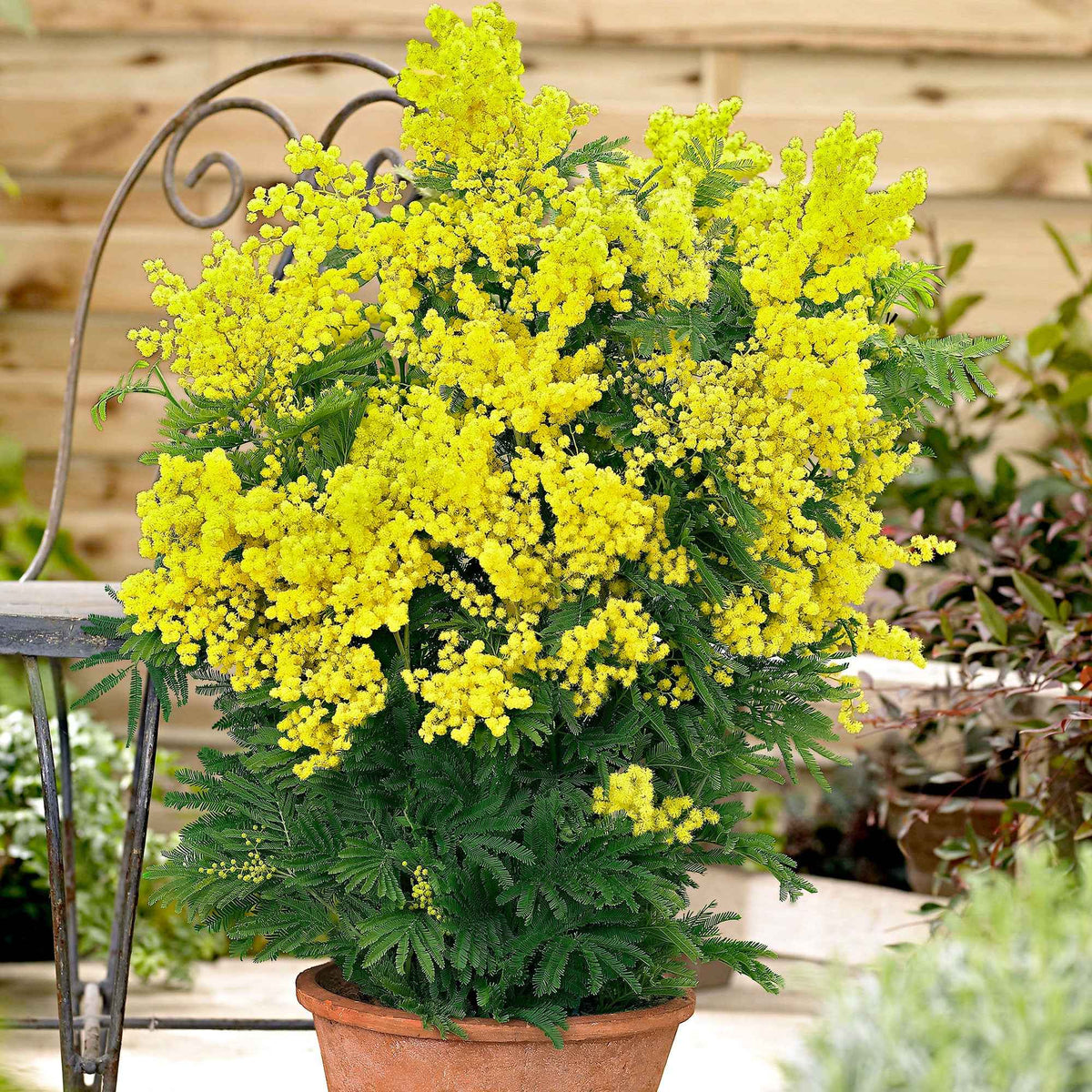 Verkauf Silber-Akazie - Acacia dealbata