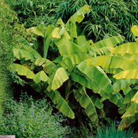 Balkonblumen - Bananenpflanze Musa basjoo - Musa basjoo