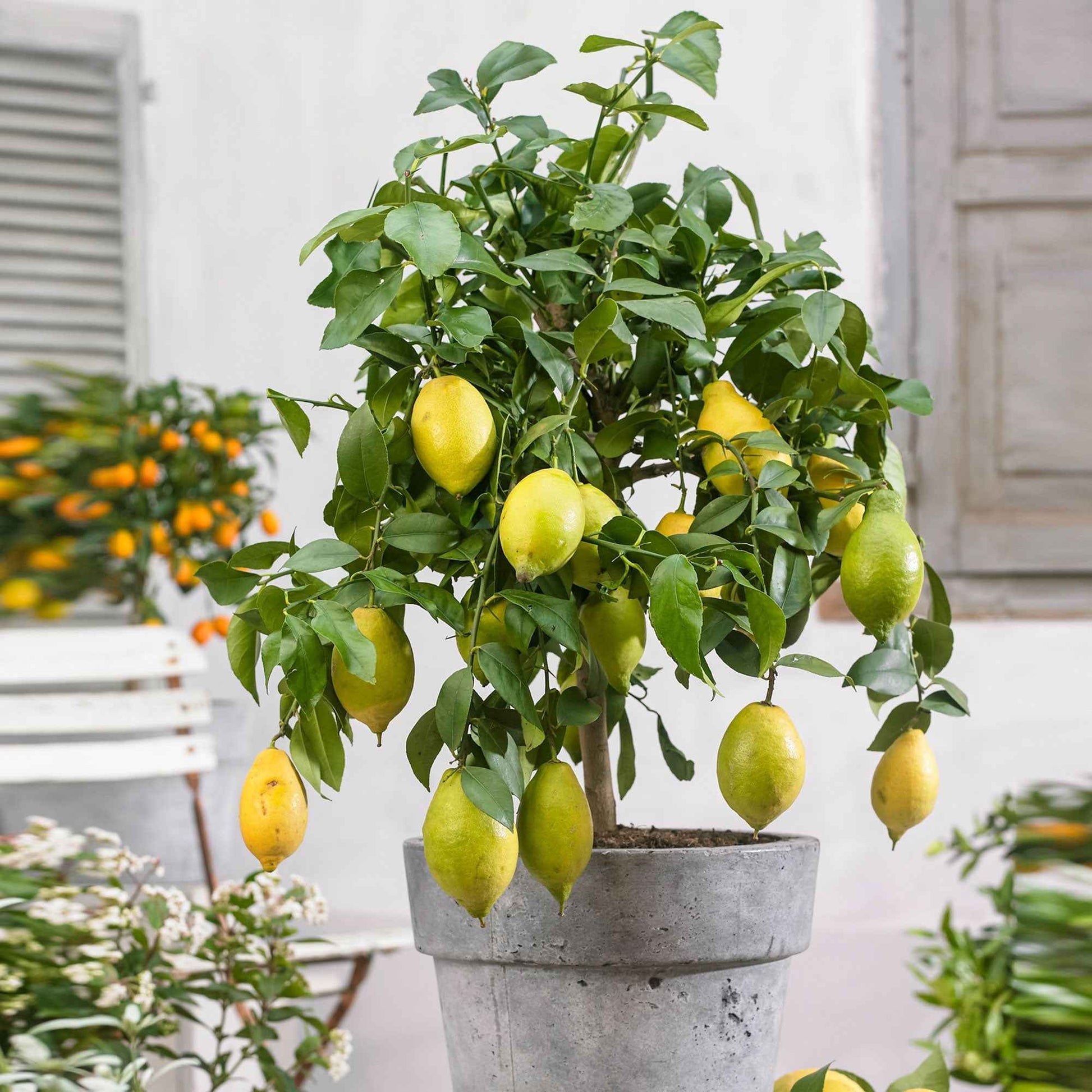 Zitronen-Bäumchen 'Vulcan' - Citrus limon vulcan - Obst