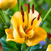 Asiatische Lilie 'Apricot Fudge' (x3) - Lilium apricot fudge - Blumenzwiebeln