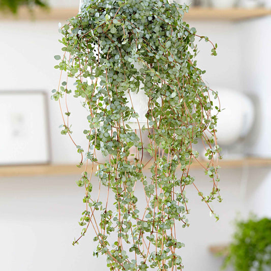 Kanonierblume - Bakker