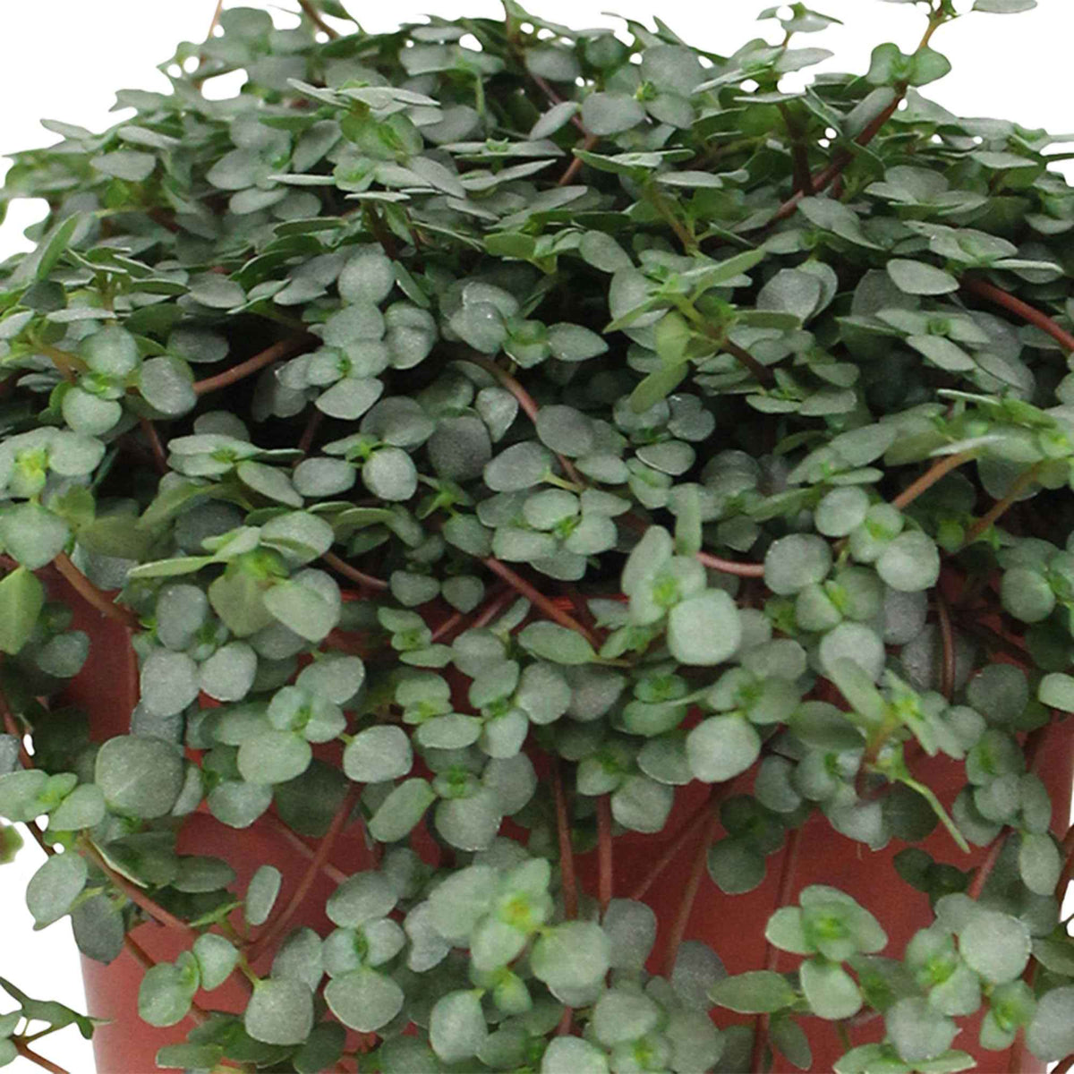Kanonierblume - Pilea glaucophylla - Bakker