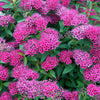 Japanischer Spierstrauch 'Anthony Waterer' - Spiraea japonica anthony waterer - Gartenpflanzen