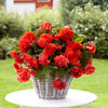 Duft-Begonie 'Red Glory' (x5) - Begonia odorata red glory - Blumenzwiebeln