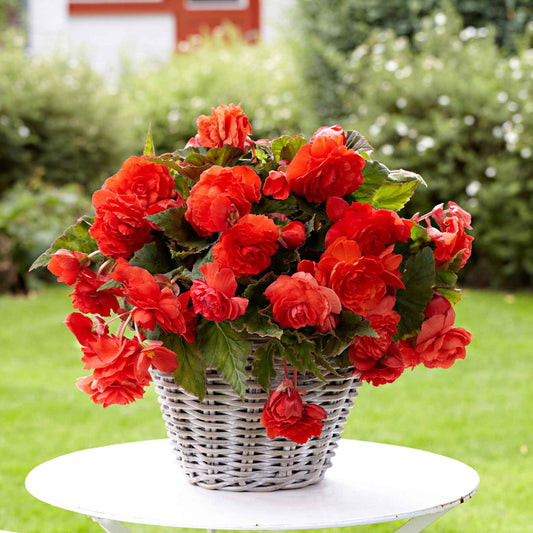 Duft-Begonie 'Red Glory' - Begonia odorata red glory - Blumenzwiebeln