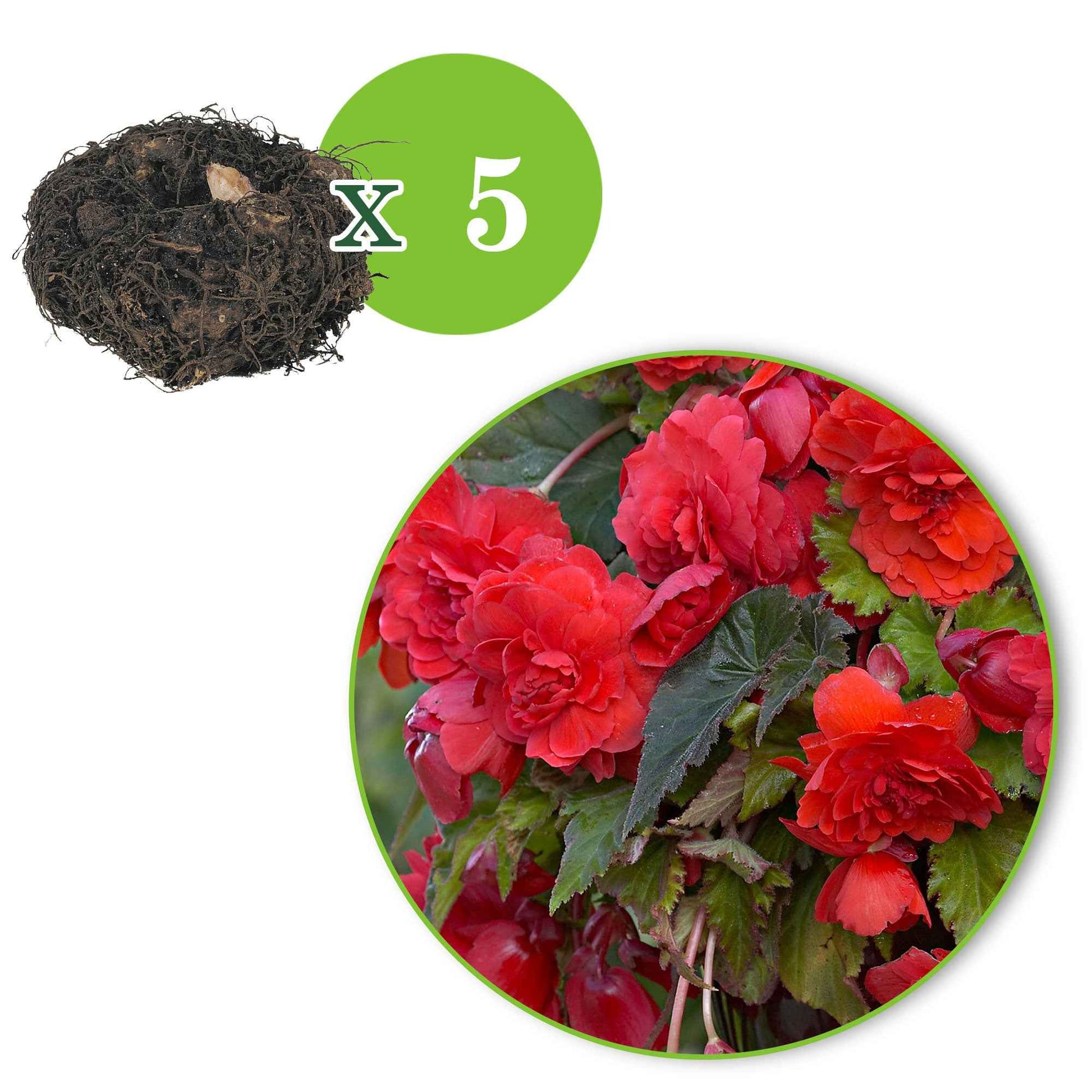 Duft-Begonie 'Red Glory' (x5) - Begonia odorata red glory - Blumenzwiebeln Sommerblüher