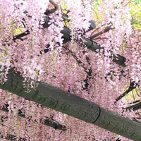 Japanischer Blauregen 'Rosea' - Wisteria sinensis Rosea - Bakker