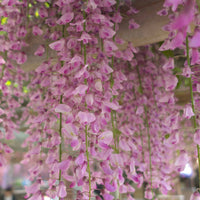 Glyzinien - Japanischer Blauregen 'Rosea' - Wisteria sinensis Rosea