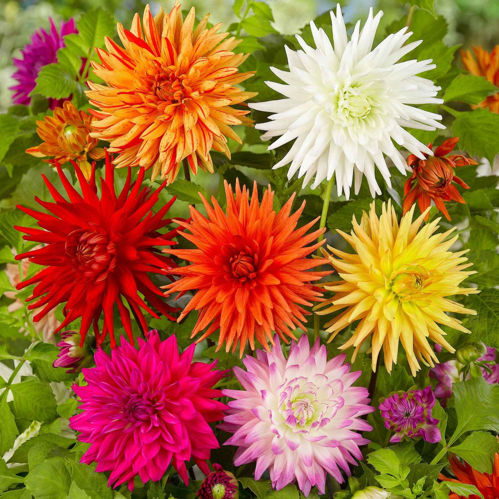 Blumenzwiebeln Dahlie Mischung 'Cactus' (x10) - Dahlia cactus
