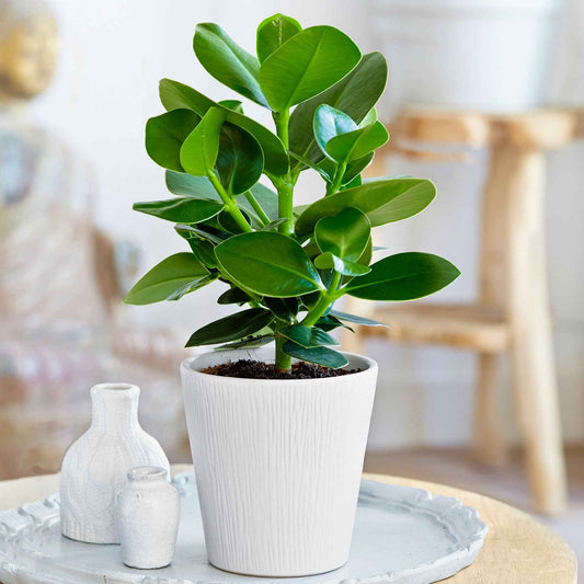 Balsamapfel 'Princess' - Bakker