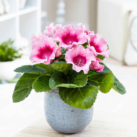 Sinningia speciosa Rosa - Bakker